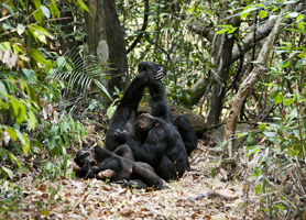 Greystroke Camp - Mahale